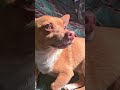omg 1 cute puppy dog video #cutepuppy #Chihuahua #cutedog #funnydogvideos #creatorsearchinsights
