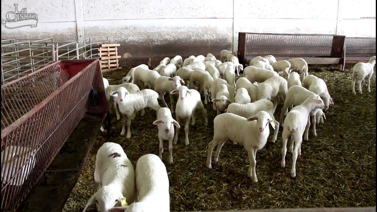 Video completo La Casota Gourmet, La Solana (C.Real)