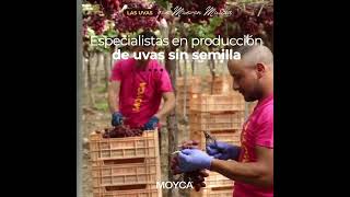 🟩 Más de 2.200 hectáreas de plantaciones ubicadas principalmente en Murcia,