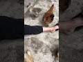 Tick Removal From Dog Skin – Oddly Satisfying! #shedding #removal #tickremoval