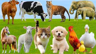 🌿 Discover Adorable Farm Friends: Sheep, Cow, Duck, Pig, Horse, Dog, Cat – Peaceful Country Sounds screenshot 1