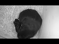 Meerschweinchen Geburtsvideo 2021 N Wurf