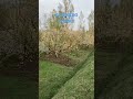 BLOOMING KASHMIR #trending #gulmar #breaking #mountains #somefood #food #viralvideo #cnzburak #snow