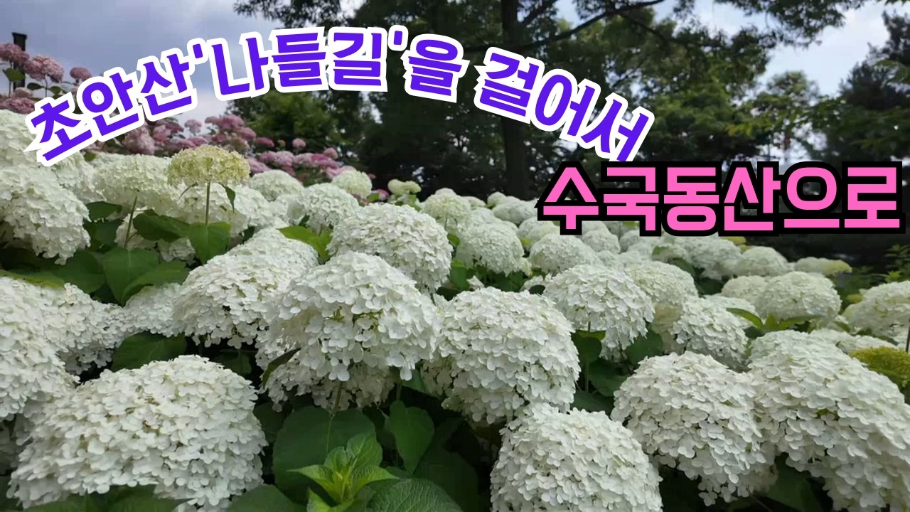 서울수국축제 이번 주 절정/데이트장소로 최고/초안산수국동산/초안산나들길 트레킹/1만 그루가 심어진 아름다운 꽃대궐/Seoulbeautifulplaces/Flower Festival