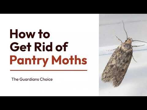 How to get rid of hideous pantry moths - Boing Boing