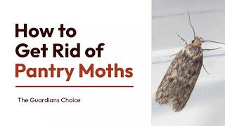 How to Get Rid of Pantry Moths - 5 Steps To A Moth-Free Kitchen! - Learning  Momma