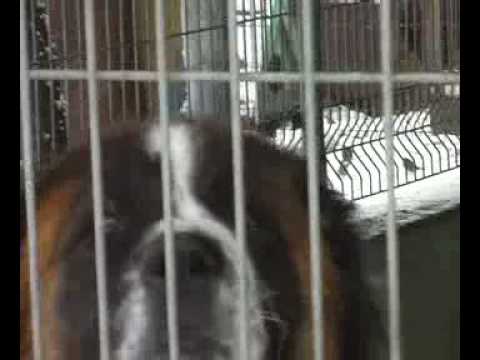 Wideo: Środki Ostrożności Dotyczące Postępowania Z Bezdomnymi Zwierzętami