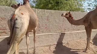 #camels #🐫ka full #video viral# video Beautiful 💖 camel #