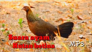 Suara Pikat Ayam Hutan Betina Ngekek Memanggil Jantan