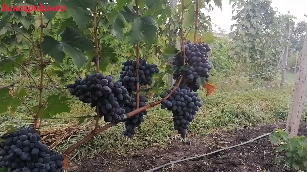 Виноград Ромео (Romeo) 2015 - YouTube