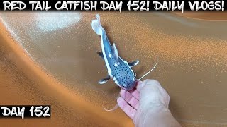 Day 152 - Daily Red Tail Catfish Vlog Watch Them Grow