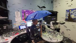 Its Raining Slides Again