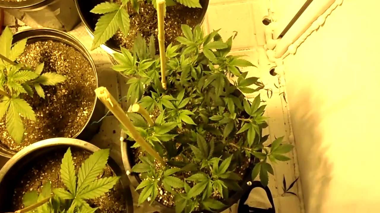 barney farms passion weed strains barney farms passion weed strains