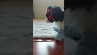 Teach me how to scream #essa #essasarevalid #bordercollie #puppy #essacommunity