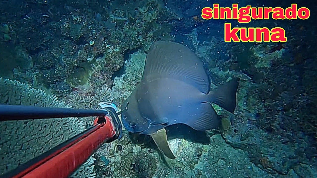 ep597 dive1 malaking bayang sinigurado kuna at baka makatakas pa