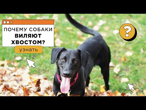 Почему собаки виляют хвостом? 🐶