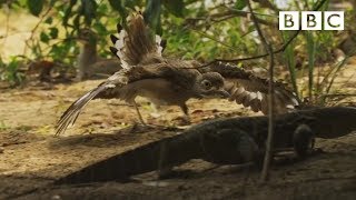 Dikkop bird defends a crocodile - Spy in the Wild: Episode 3 Preview - BBC One