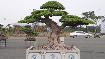 Triển lãm SVC Thủ Đô 2022 ,ngày đầu nhận cây rất nhiều cây quý!