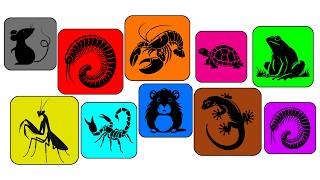 Pets: Millipede, Hamster, Grass Lizard, Scorpion, Frog, Crawfish, Mouse, Praying Mantis, Turtle