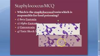 Microbiology 101 z Staphylococcus Staph aureus MCQs NEETPG screenshot 3