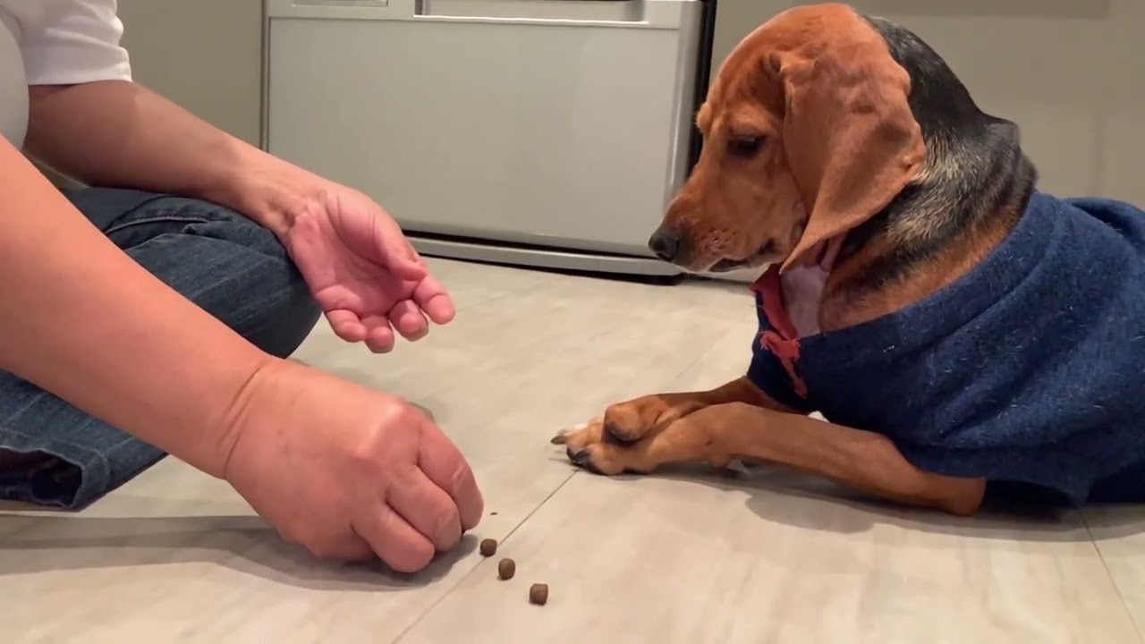 HOW TO TRAIN A DOG TO OBEY YOU YouTube