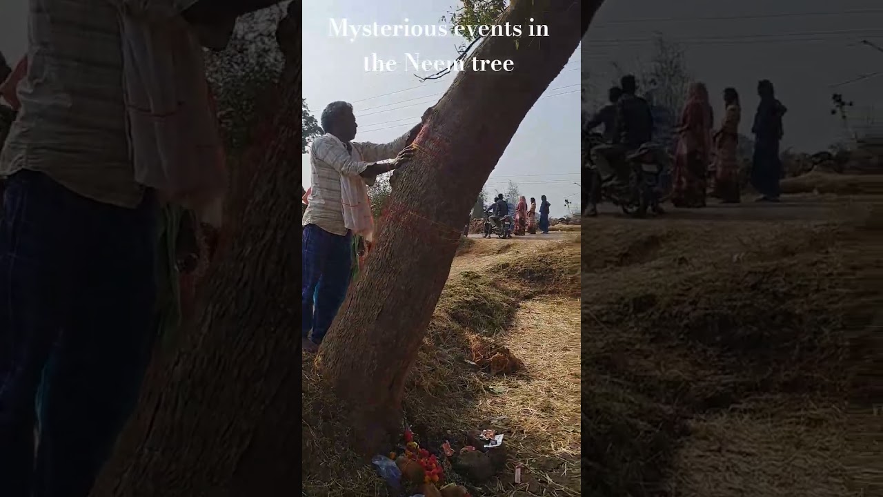 Mysterious events in the Neem tree