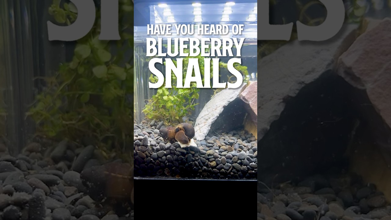 Blueberry Snails : Livebearer snails ?!