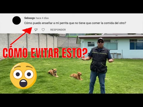 Video: ¿Cómo podemos evitar que nuestro perro robe alimentos?