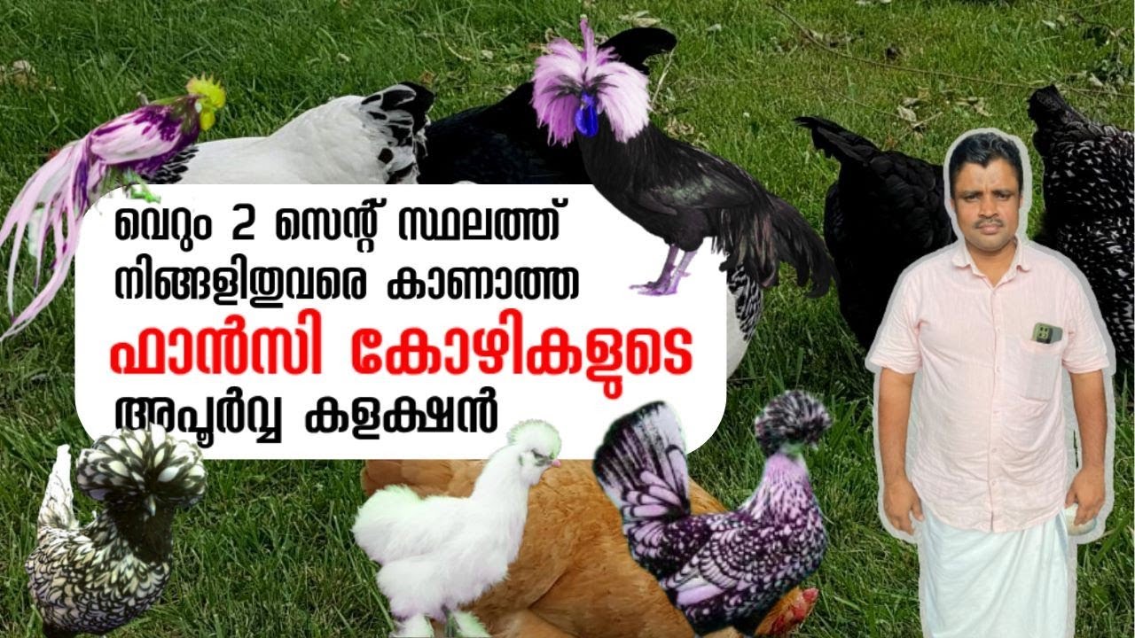 2സെന്റ് സ്ഥലത്ത്‌ ഫാൻസി കോഴികളുടെ അപൂർവ്വയിനം കളക്ഷനുകൾ | Fancy Chicken Farm Kerala 2023