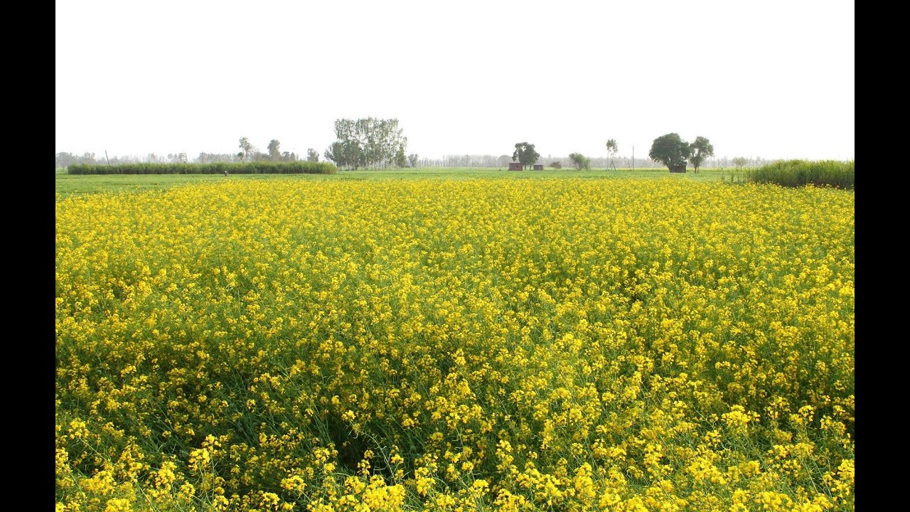 Farmland for sale in Pehowa, Haryana IndiaPropertySalePremiere