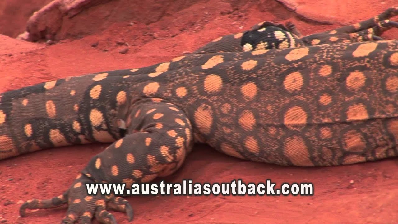 Western Bowerbird, Northern Territory, Australia
