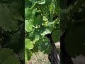 Inniskillin Winery: Wine Tasting in Niagara-On-The-Lake #Shorts