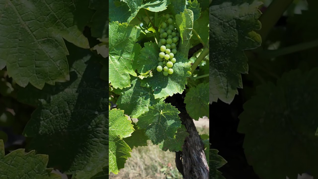 Inniskillin Winery: Wine Tasting in Niagara-On-The-Lake 