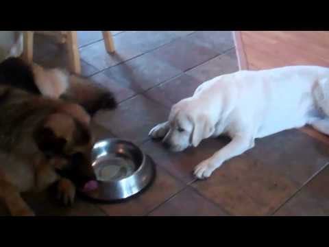 How a food-obsessed Labrador eats vs How a weird German Shepherd eats.