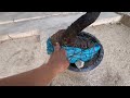 (Đx))M208 gl cây cẩm thị colắc 1500k  LH 0707713796 Khương bonsai 