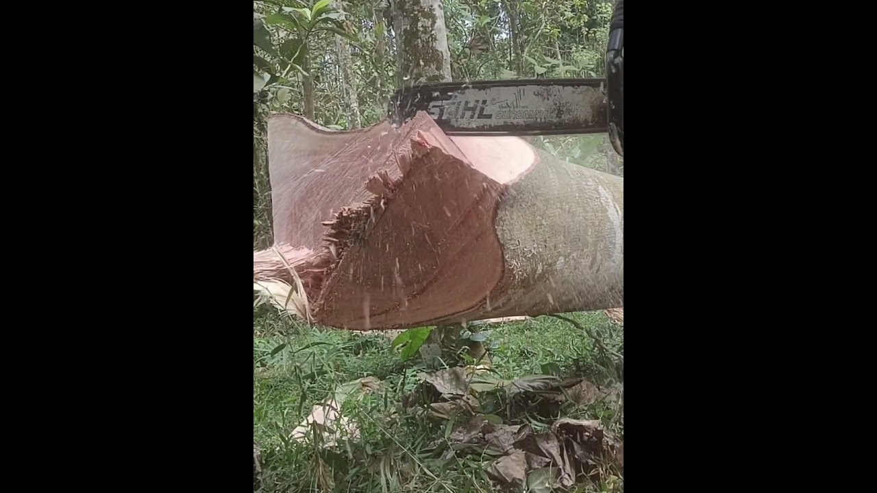 Begitu beresiko penebangan pohon yang berlawanan arah