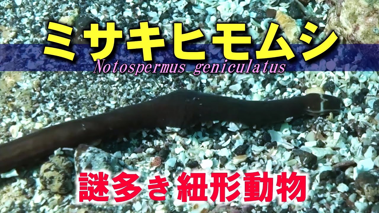 【 ミサキヒモムシ 】弱そうだけど猛毒の紐　Notospermus geniculatus