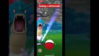 Pokémon go Wild Gyarados 2023