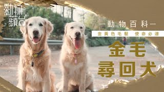 溫柔暖男金毛尋回犬 含雞蛋永不爛有乜秘訣 #動物百科 #動物蘋台