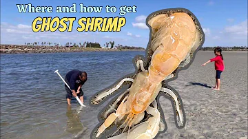 Where and how to collect GHOST SHRIMP 🤔