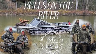 Bulls on the river