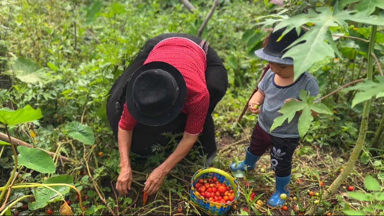 Así coseché Tomates Criollos con la ayuda de mi nieto - YouTube