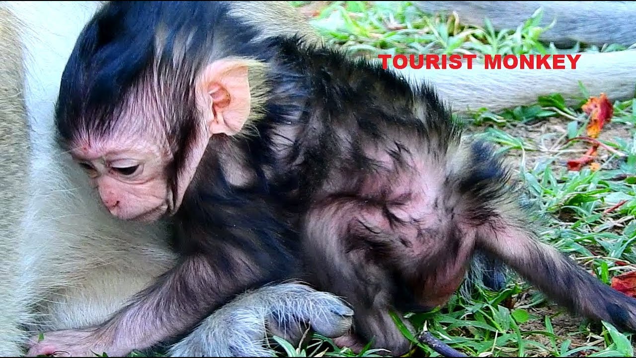 OMG Very red skin and black hair newborn monkey, Newborn Lizza look so cute, Lizza is so fat