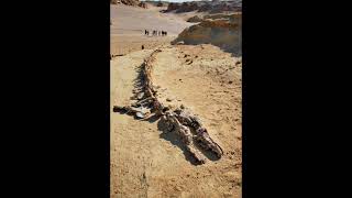 World History- A 35 million year-old Basilosaurus Isis skeleton in Wadi Al-Hitan #shorts