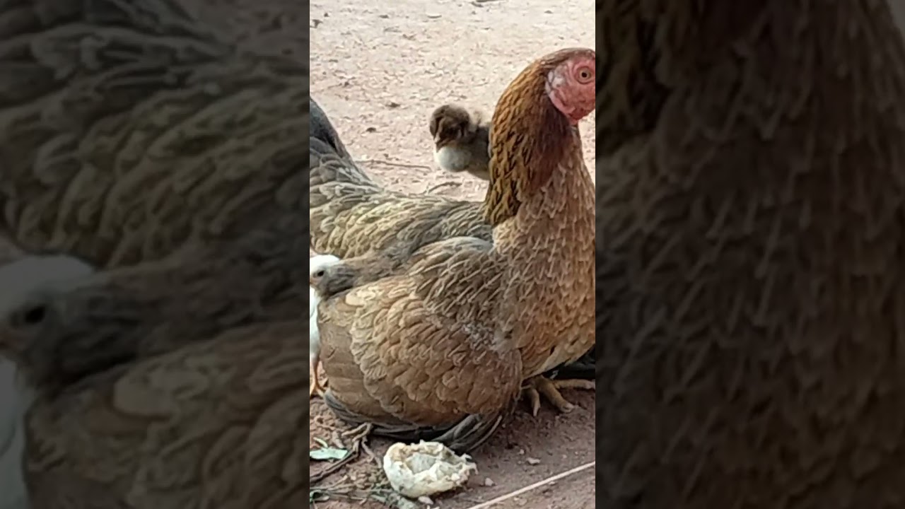 !, trending roaster & chicken lover, 