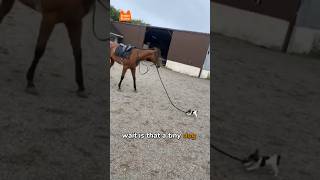 This Tiny Dog Leads A Horse Pooches Station