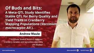 Of Buds and Bits: A Meta-QTL Study Identifies Stable QTL for Berry Quality and Yield Traits