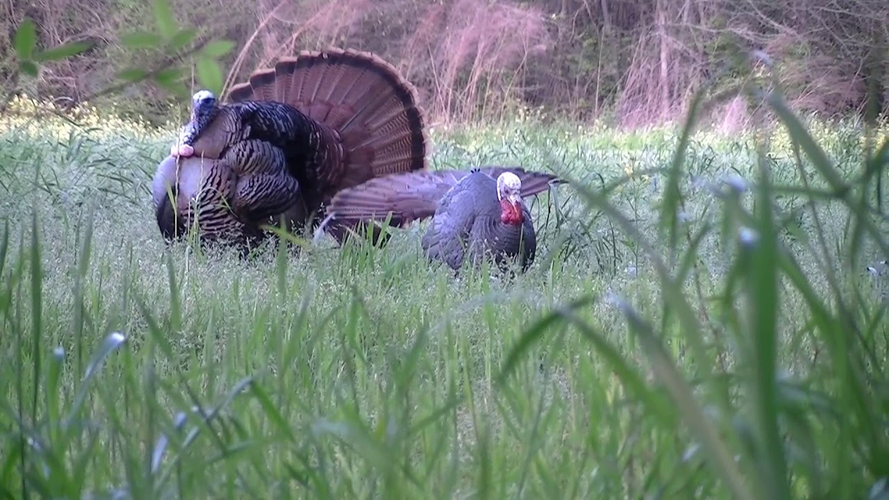 First Turkey killed on video! 3252020 youth hunt. YouTube