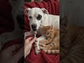 How-tos How to Create Hilarious Conversations with Friends #trending#cat#talkingpets#usashorts