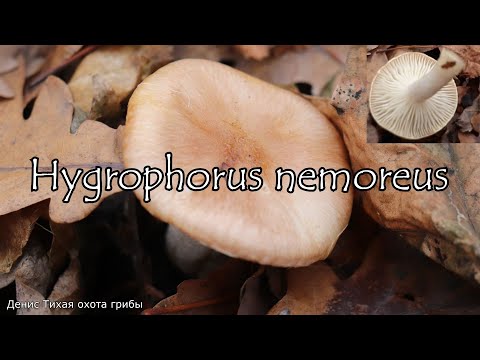 Съедобный позднеосенний гриб -  Гигрофор дубравный | Hygrophorus nemoreus